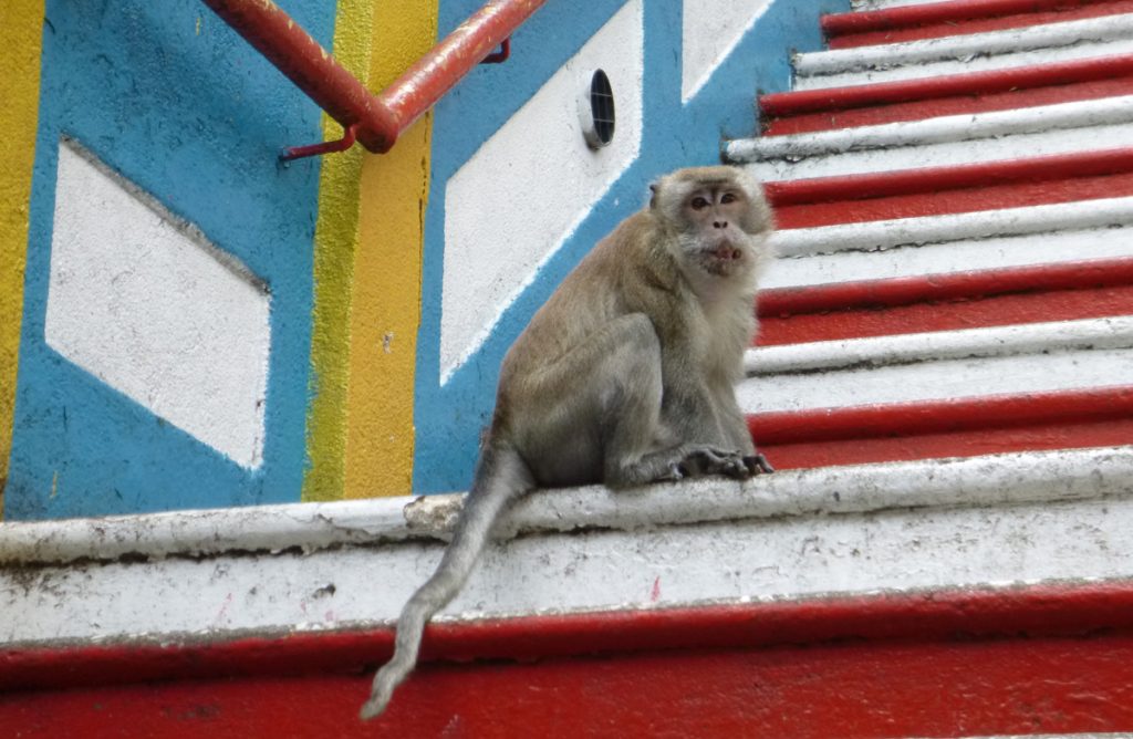 A macaque monkey on the steps to Batu Caves in Malaysia.