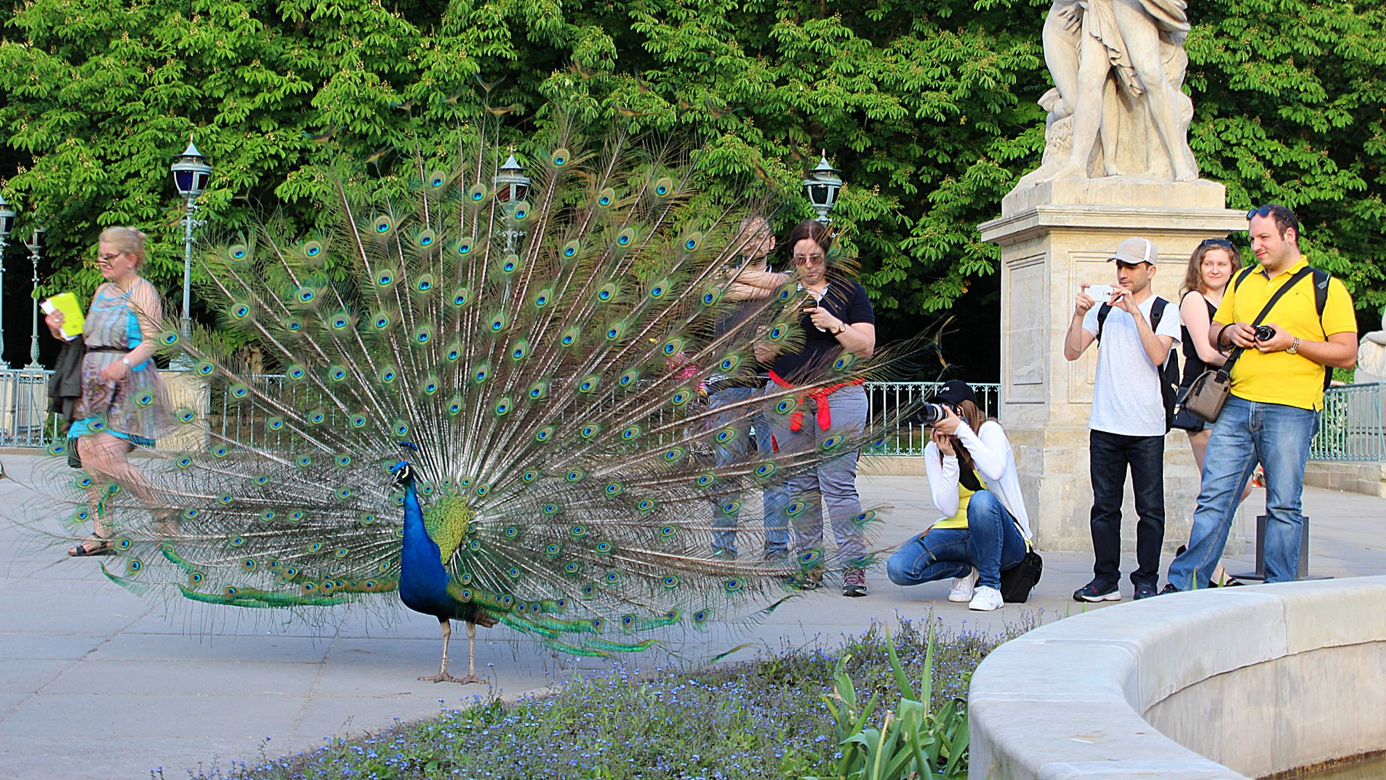 Solo travel in Poland. A peacock posing for tourists in Łazienki Park, Warsaw.