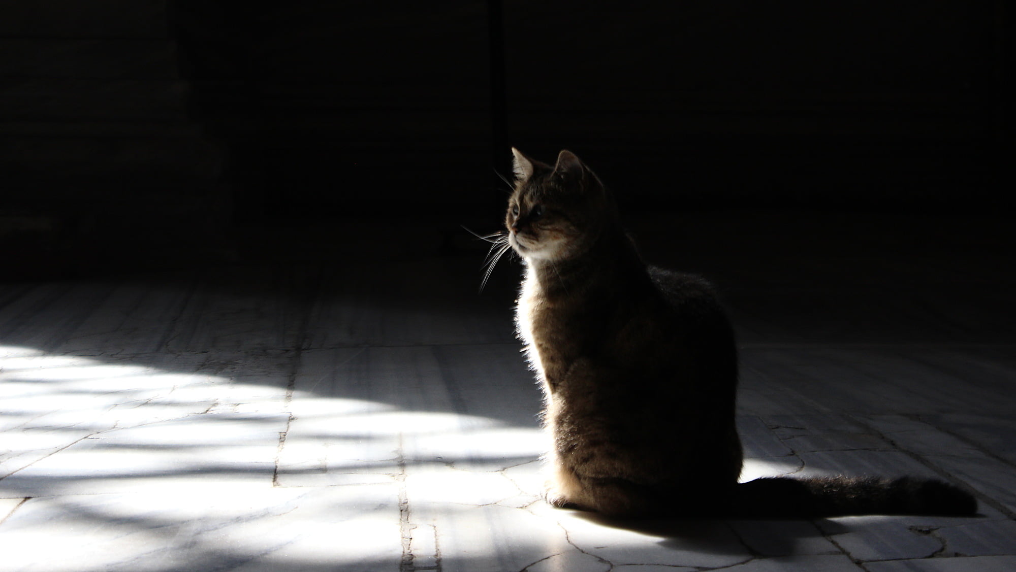 A cat sitting with light coming from the window and shadows in the background in Hagia Sofia.