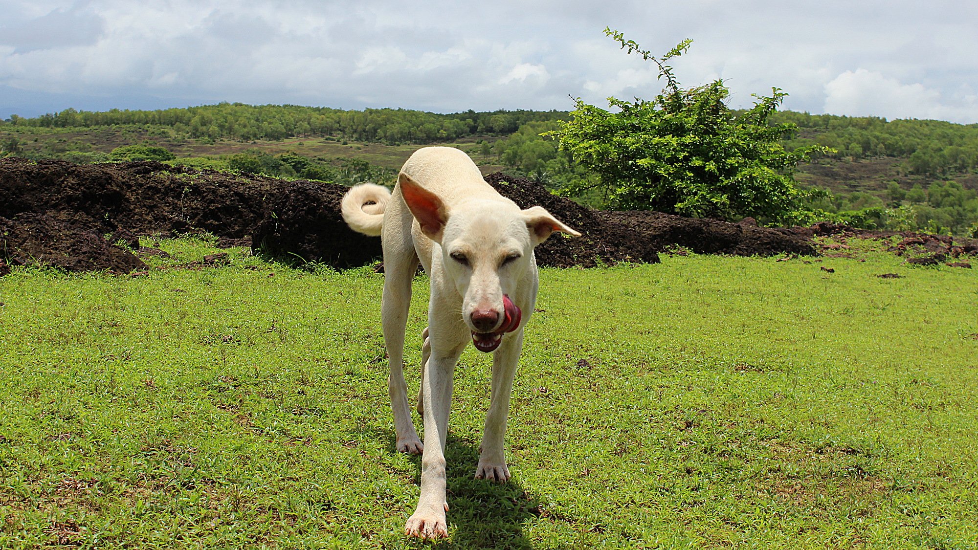 A white stray dog walking towards the camera, licking it's tongue.