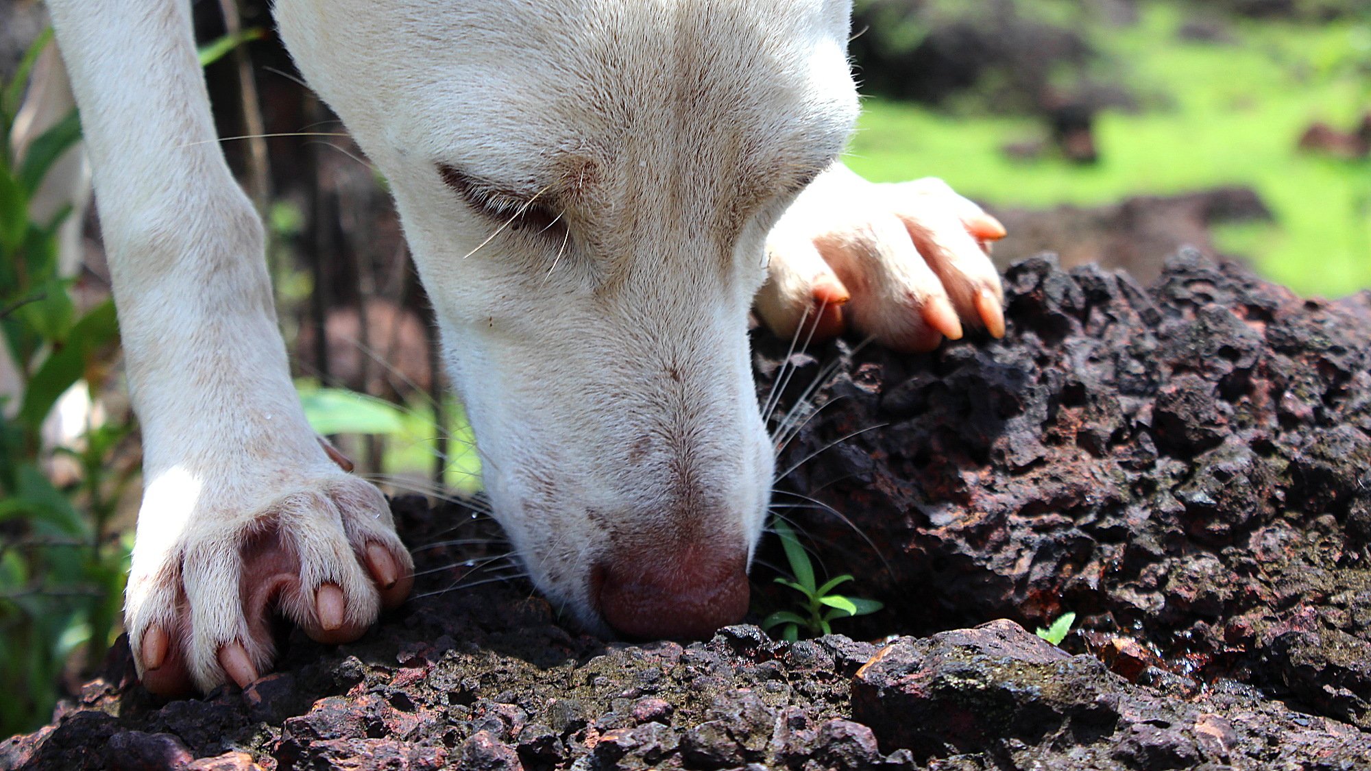 A close-up of a white stray dog drinking water from a small bowlon a rock.