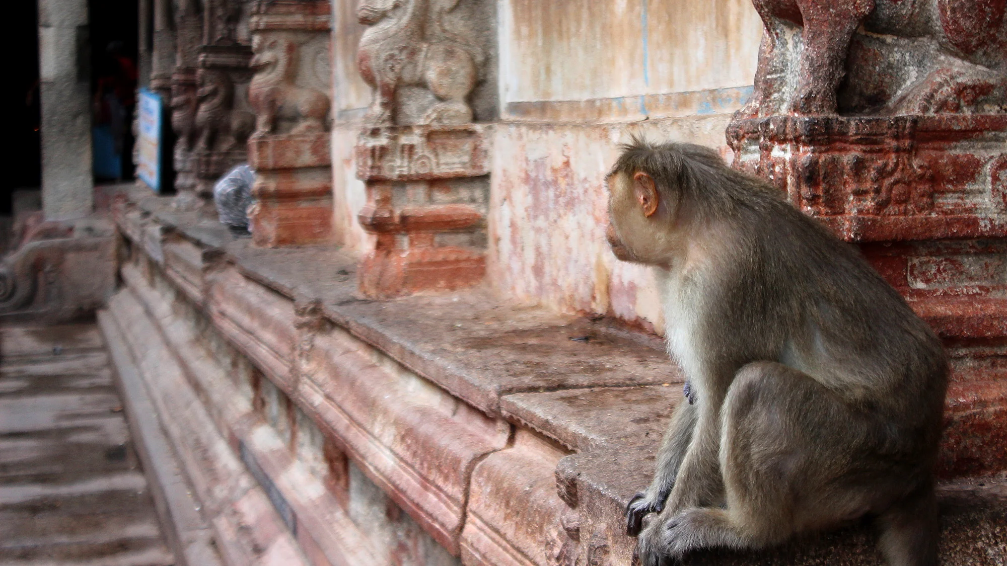 A monkey in a temple looking behind a corner at a plastic pack it tried to investigate earlier.