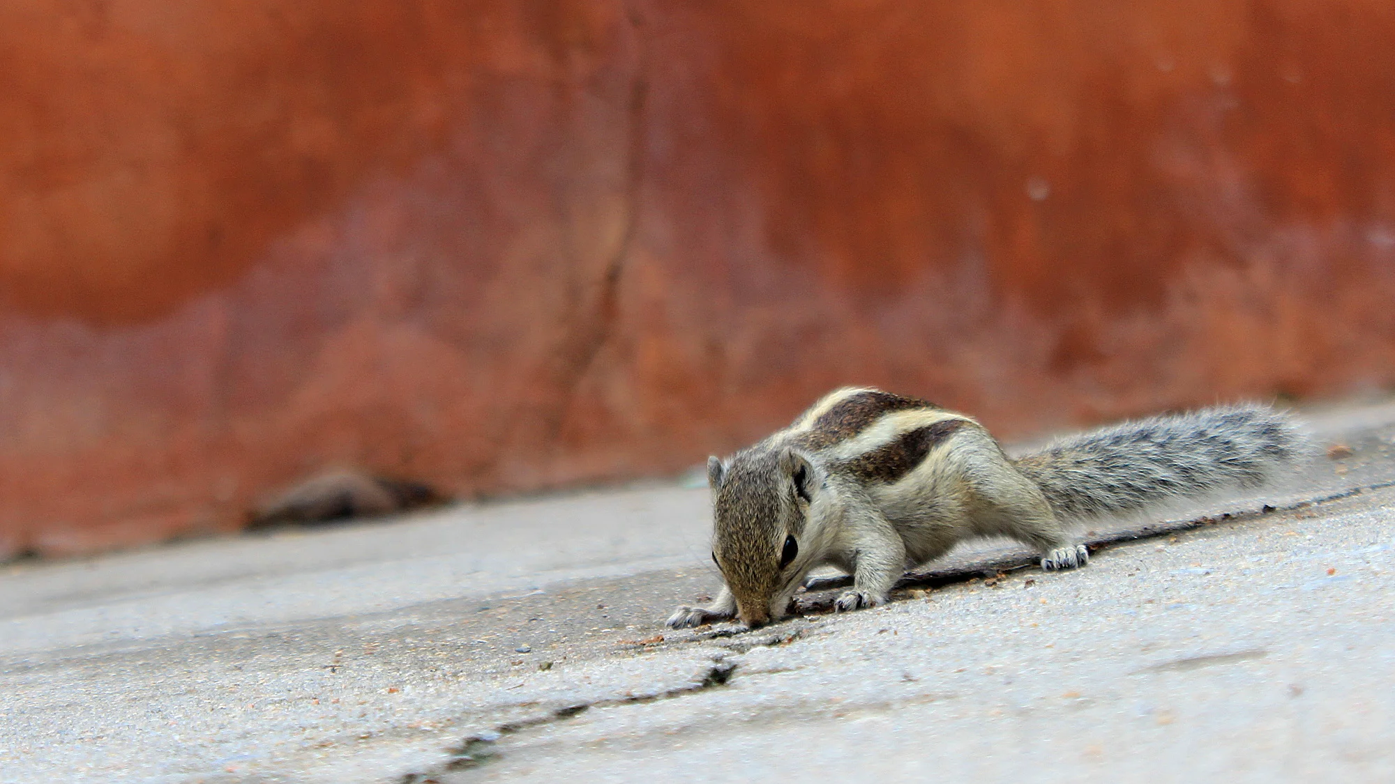Is there not a nobler mission? An Indian squirrel standing on pavement, looking for food in Udaipur with a red wall in the background.