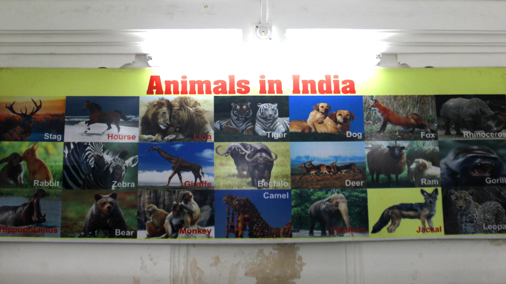 A poster of the "Animals of India" that mistakenly includes zebras and giraffes among other animals. Located in the science museum of Saheliyon-ki-Bari garden.
