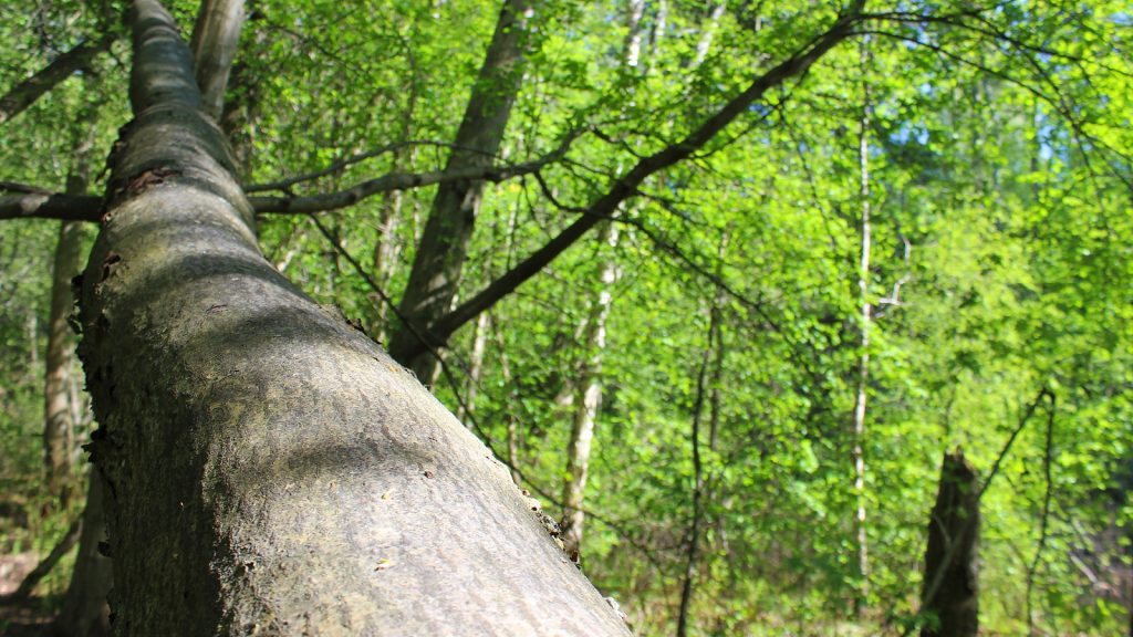 Microadventure ideas. A slanted tree trunk growing in Jyväskylä Tourujoki nature trail. / Puunrunko Tourujoen kävelyreitillä.