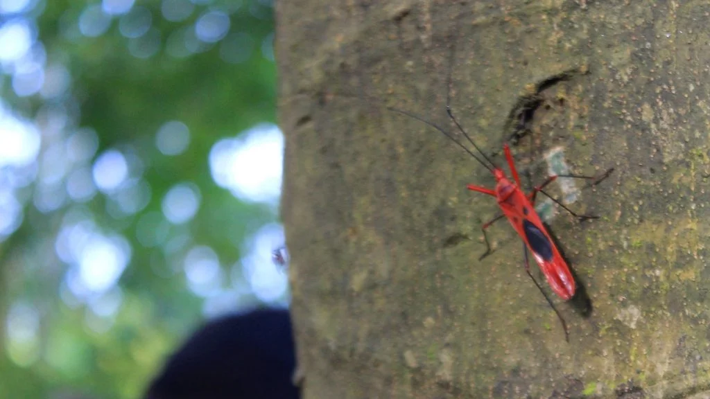 A beautiful red cotton bug on a tree in Chitwan National Park, Nepal.