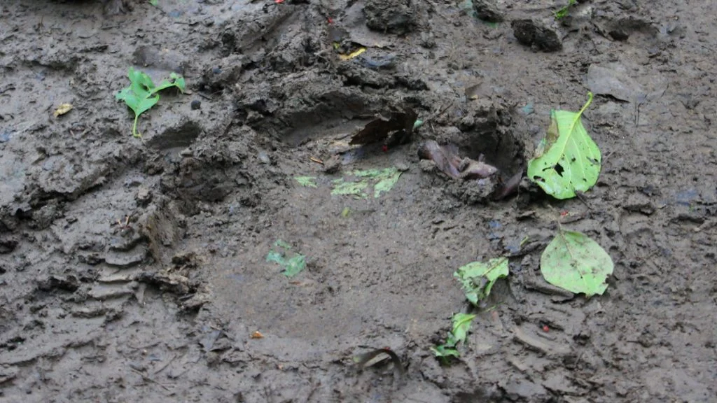 A big tiger footprint on mud in Chitwan National Park, Nepal. Spotted during a walking tour of Chitwan.