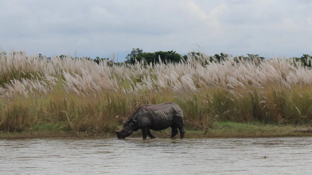 A rhino on the other side of river in Chitwan National Park, Nepal. We spotted some rhinos on the other side of the river.