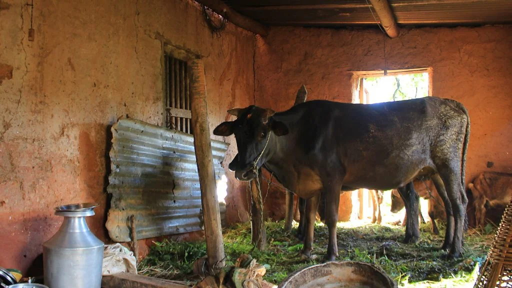 A cow tied to a pole inside a clay building in Nepal.