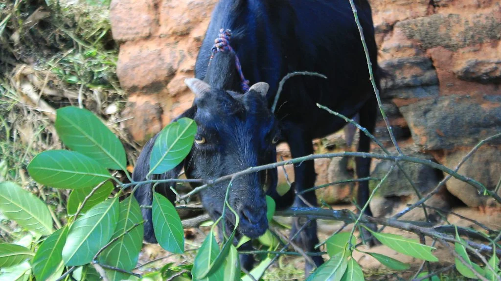 A Nepalese baby goat eating fresh leaves on a yard.