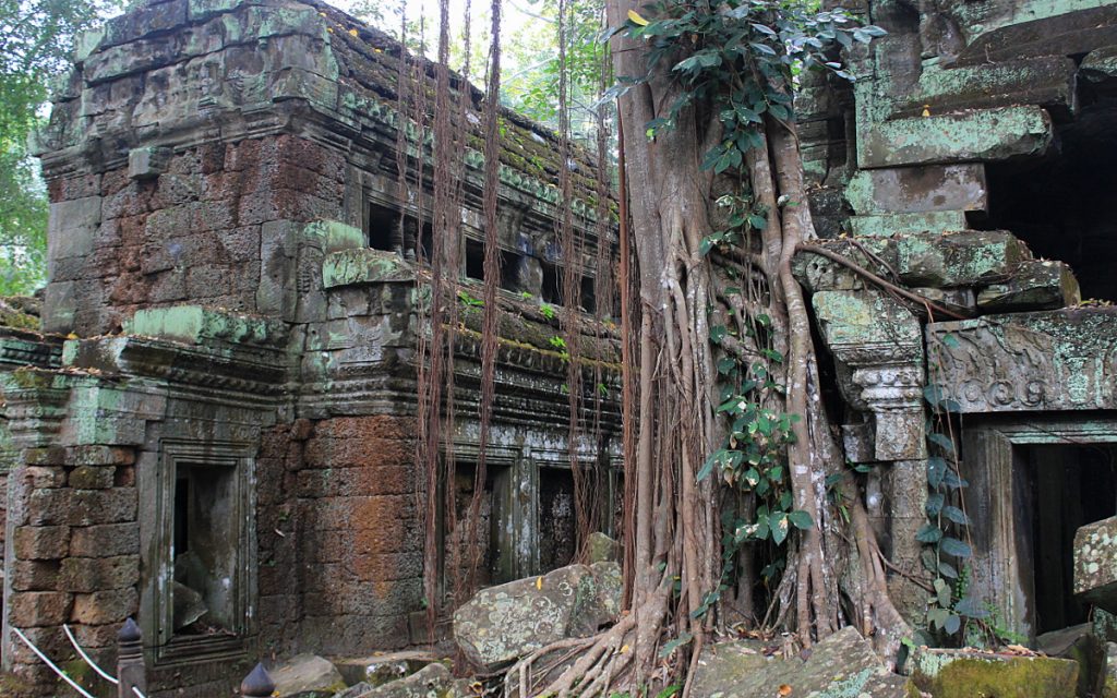 A tree growing through the ruins of Ta Prohm, the temple of Tomb Raider starring Angelina Jolie.
