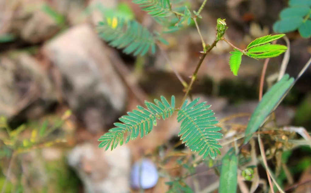 Folding plant leaves in Angkor. Mimosa pubica in the ruins of Angkor, Cambodia.