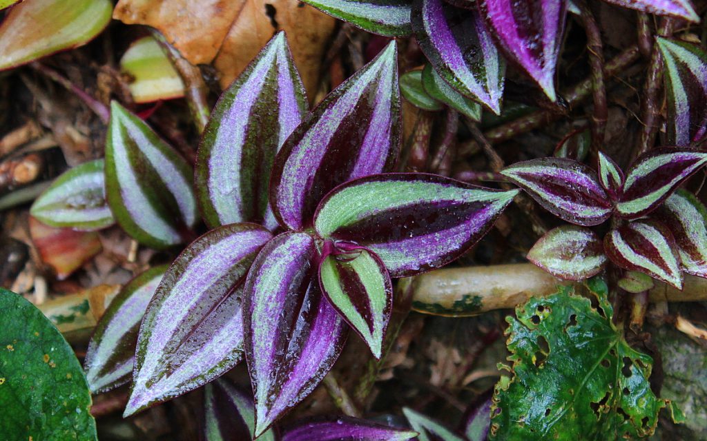 A plant with purple and green leaves.