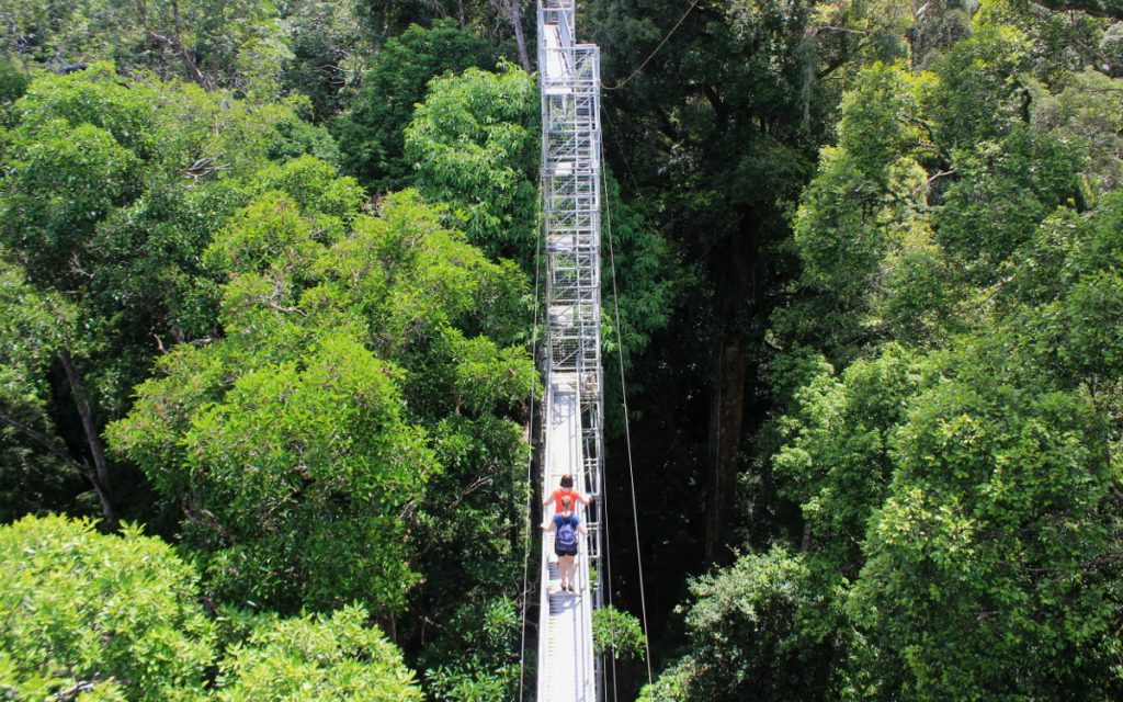 You can see above the treetops from the canopy walk.
