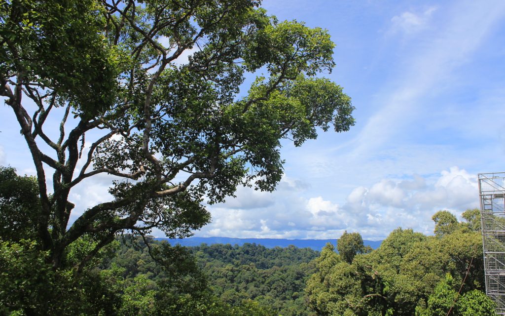 The rainforest continues across the border of Brunei and Malaysia.