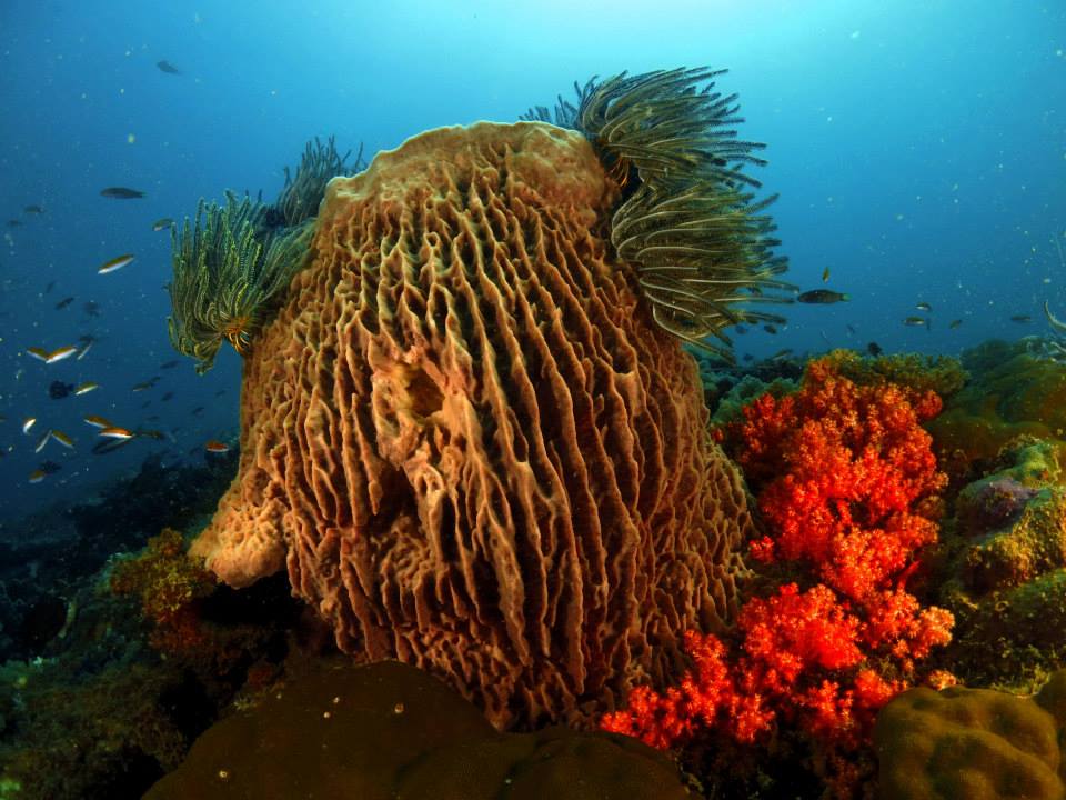 Abana Reef