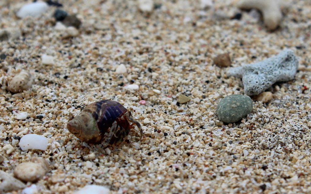 A tiny crab on a beach in Fiji.