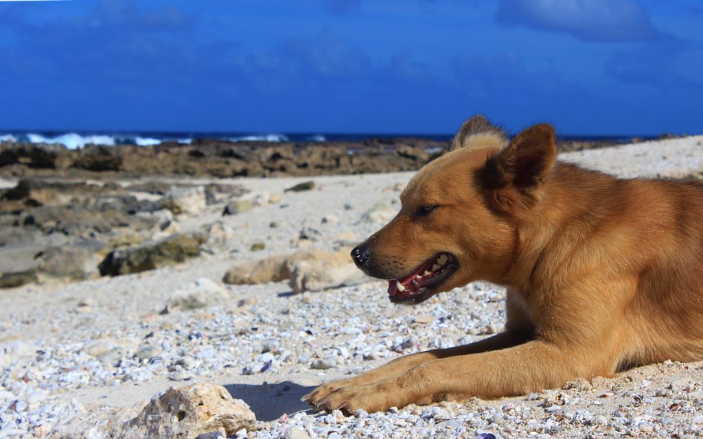 A dog relaxing on a beach in 'Eua Island, Tonga.