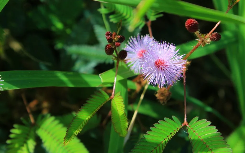Mimosa pudica aka Touch me not