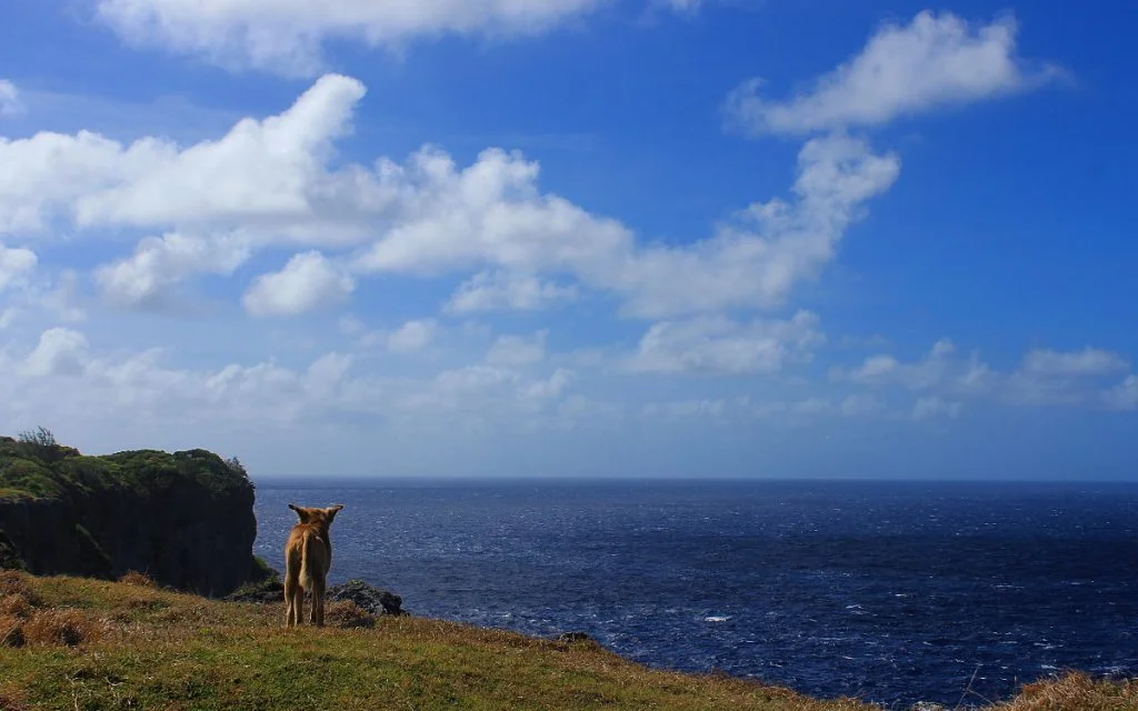 Tonga hiking guide. A dog on a cliff at the Pacific Ocean coast.