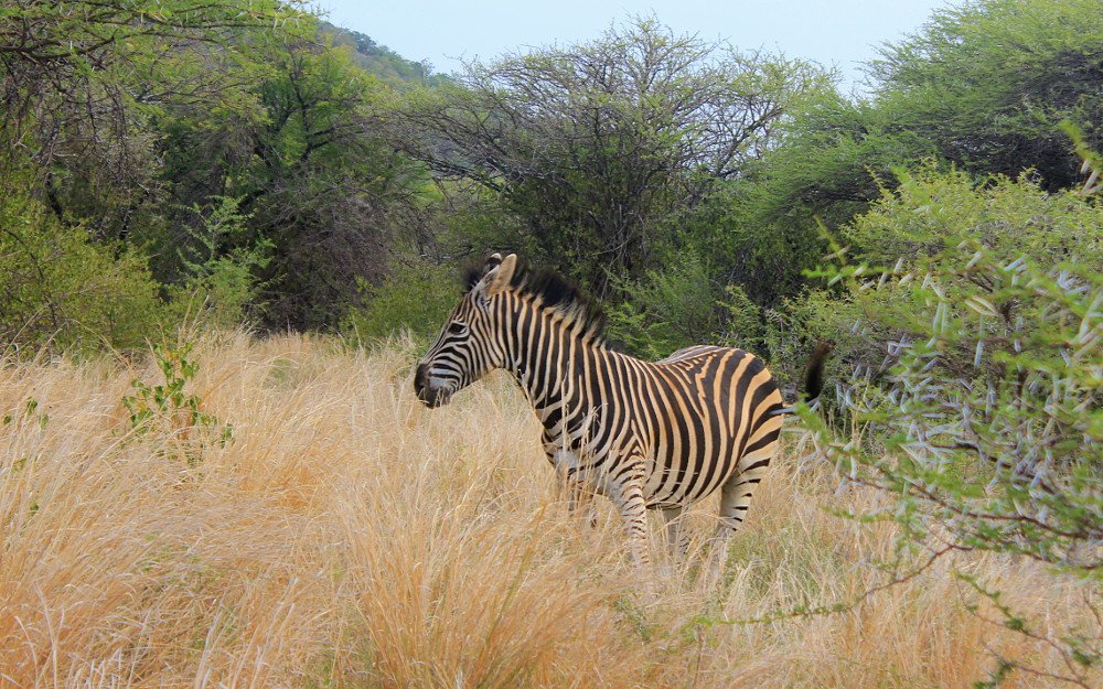 A Zebra at a game reserve in Mokopane, South Africa