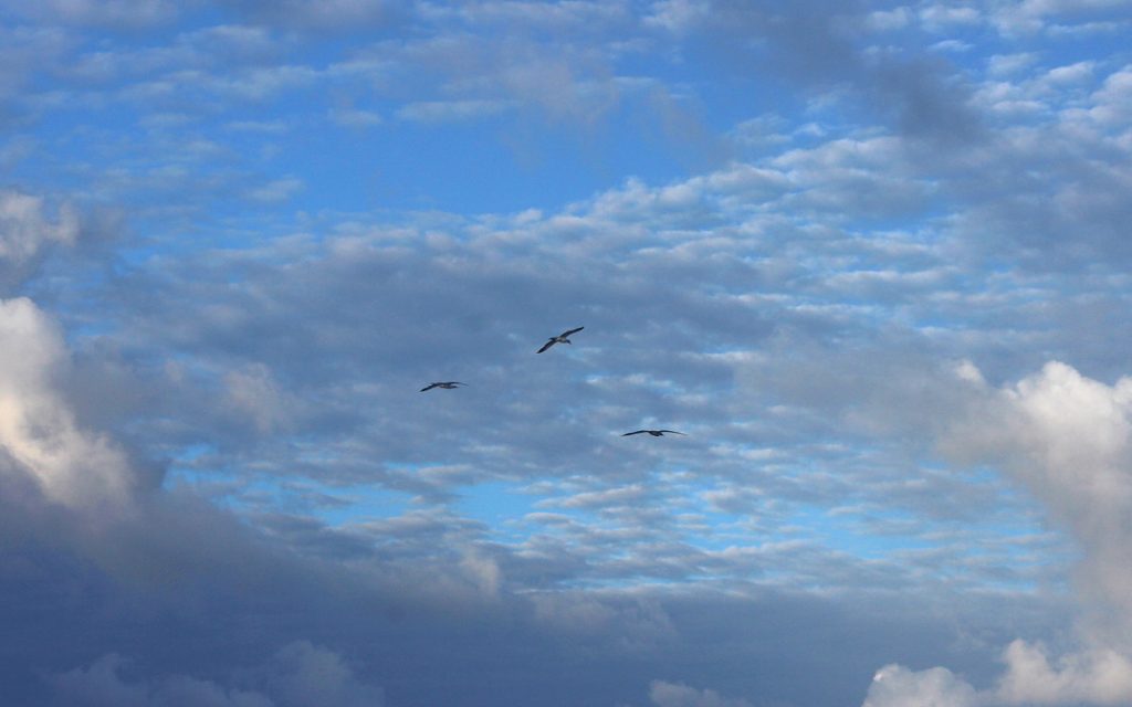 Birds flying over a cargo ship crossing the Pacific Ocean.