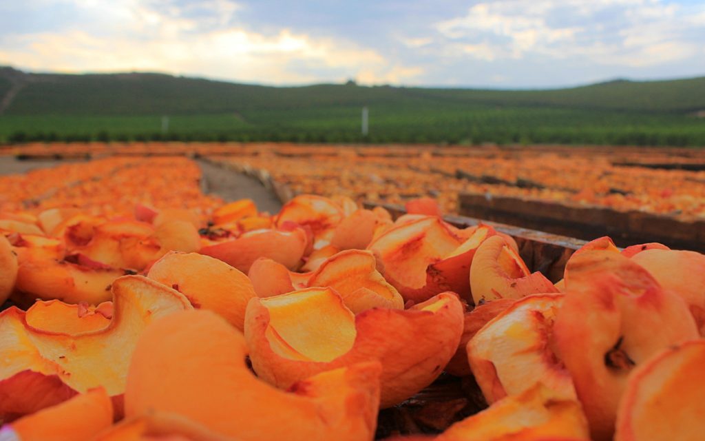 Peaches drying in the sun at Gleanings for the Hungry.