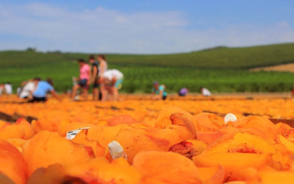 Peaches drying at Gleanings for the Hungry, California.