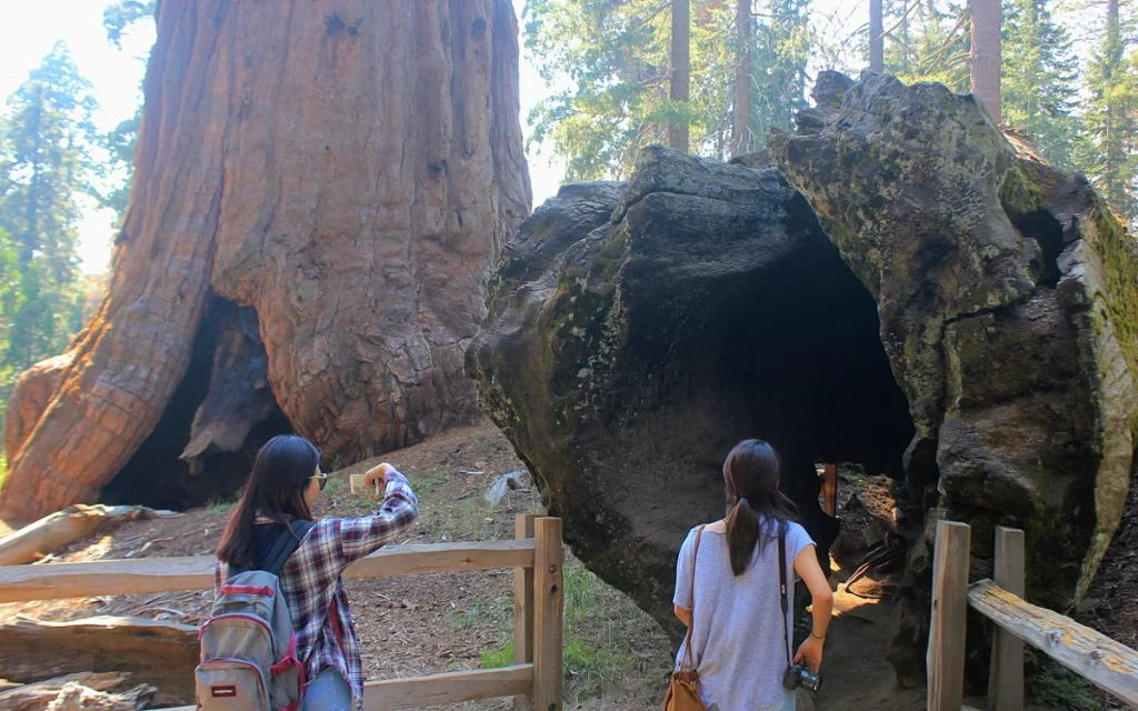 Hollow tree trunk at Sequoia National Park