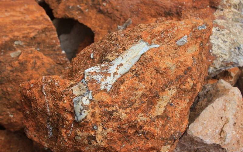 Fossilized bone sticking from a rock in Makapansgat, South Africa