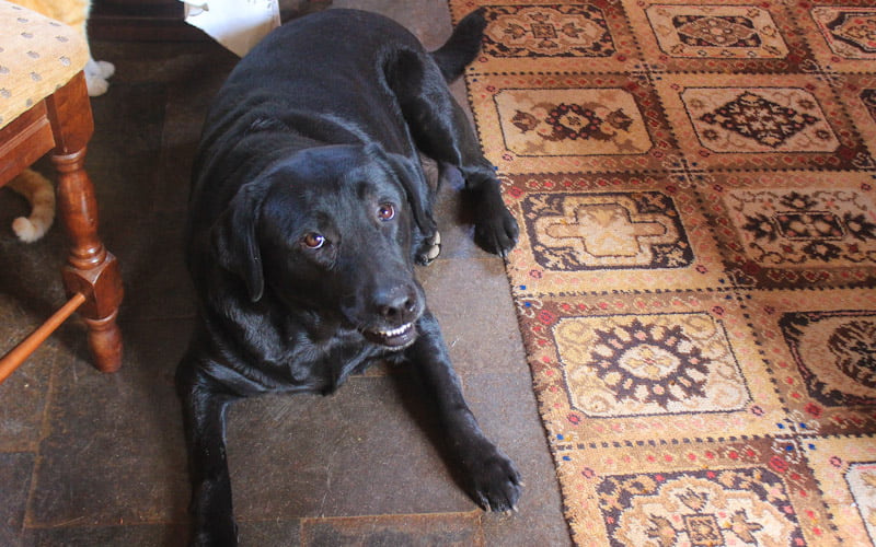 A labrador retriever dog laying on the floor, looking at the camera.