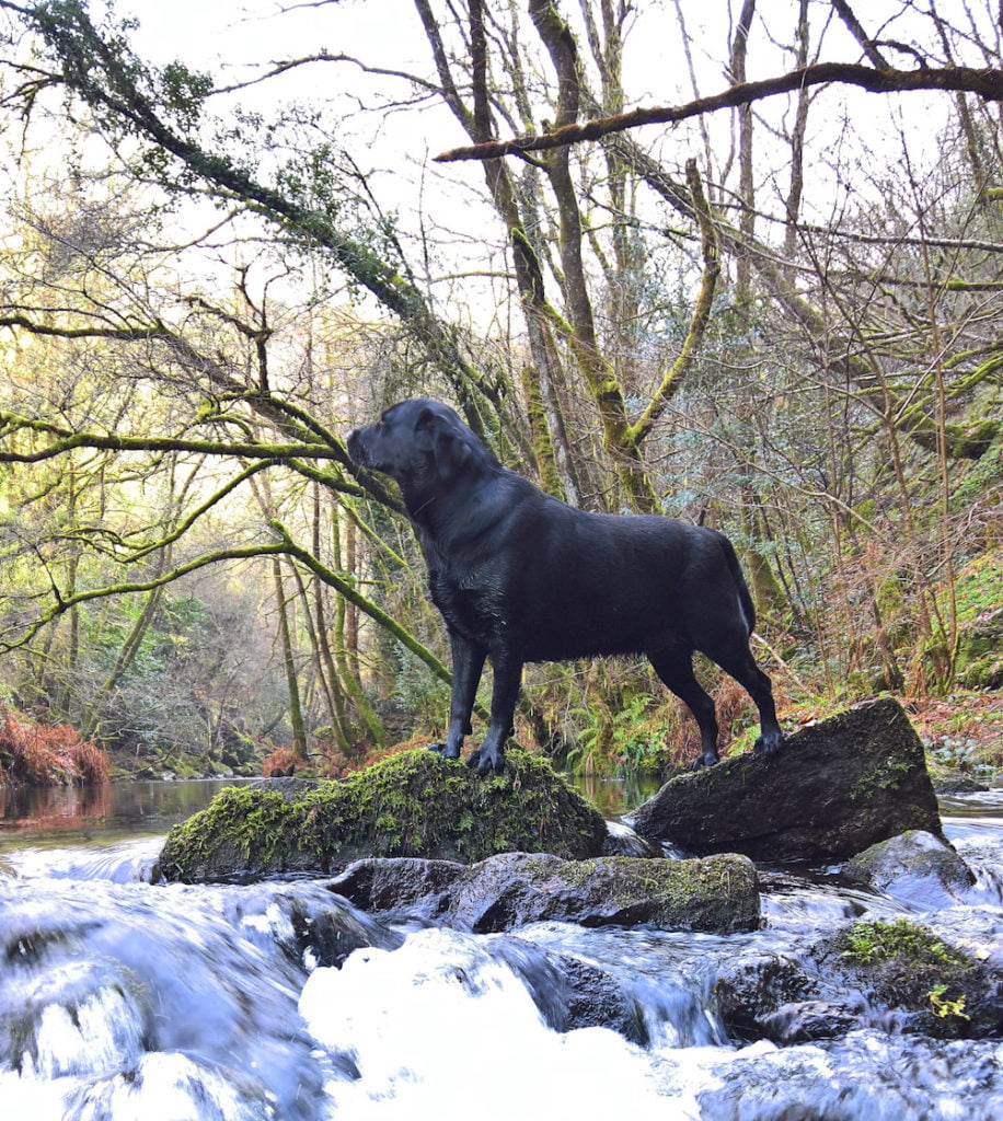 A black labrador dog on a stream. How to travel with a dog in Europe.