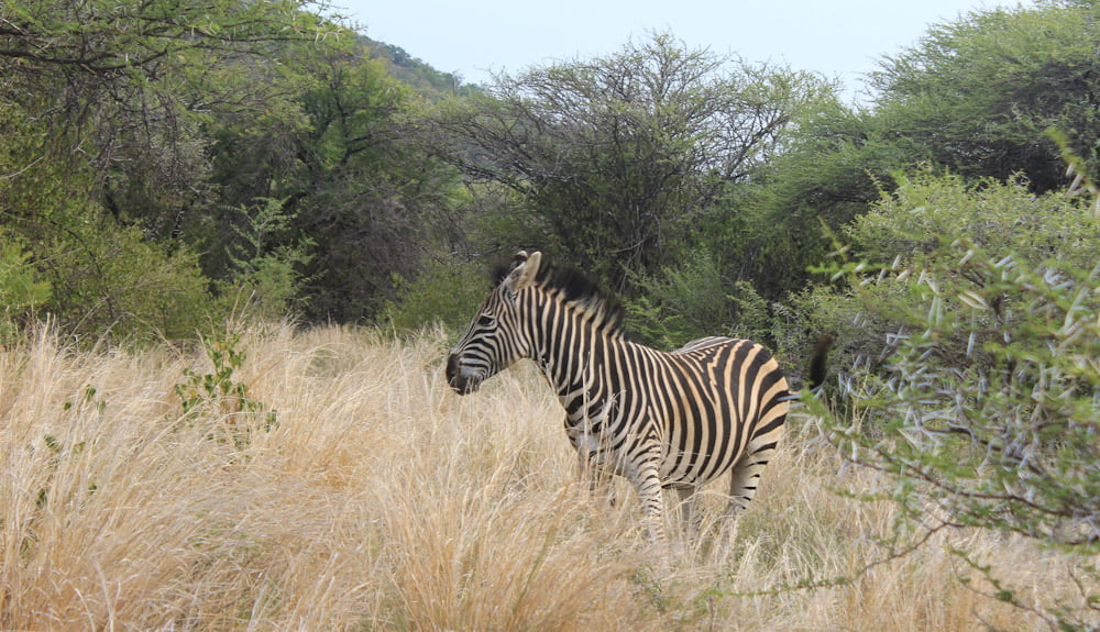 A zebra in Mokopane Game Breeding Center, South Africa.