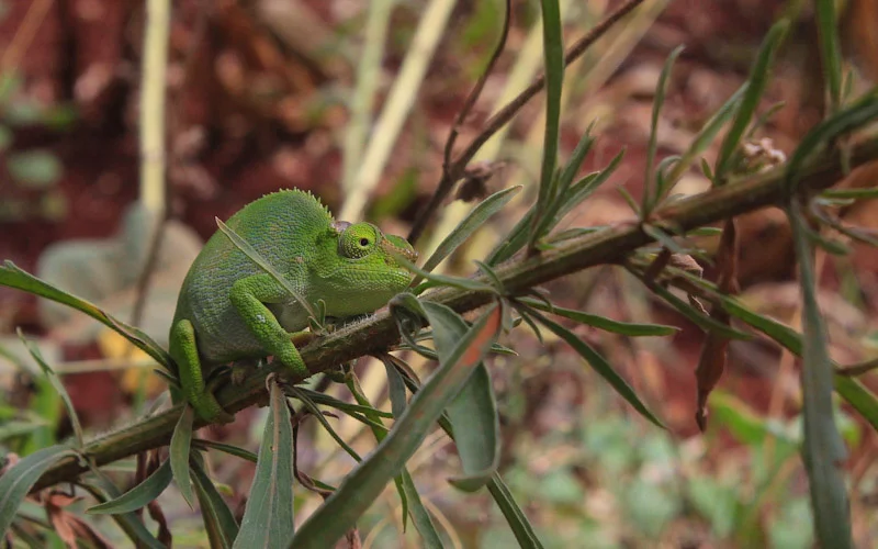 West Usambara two-horned chameleon in Lushoto, Tanzania