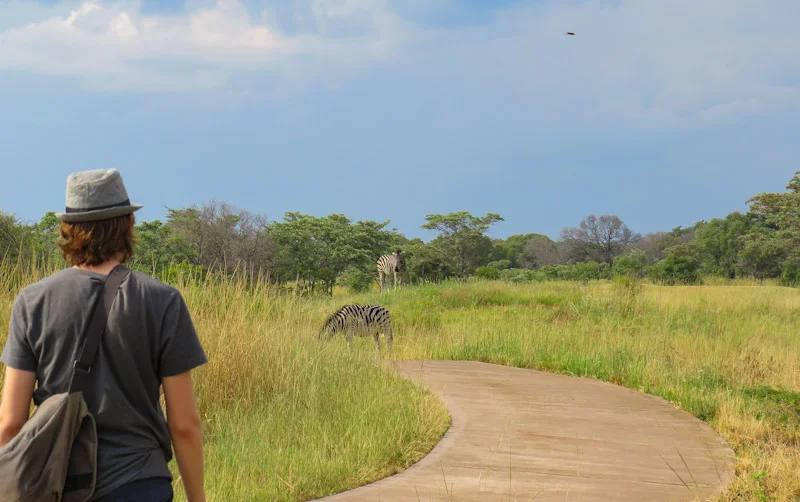 Spotting zebras in Entabeni Game Reserve golf course