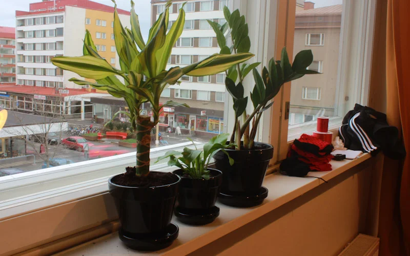 House plants on a windowsill in Jyväskylä, Finland.