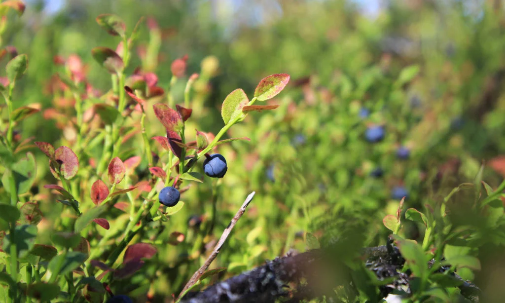 Picking blueberries in Finland