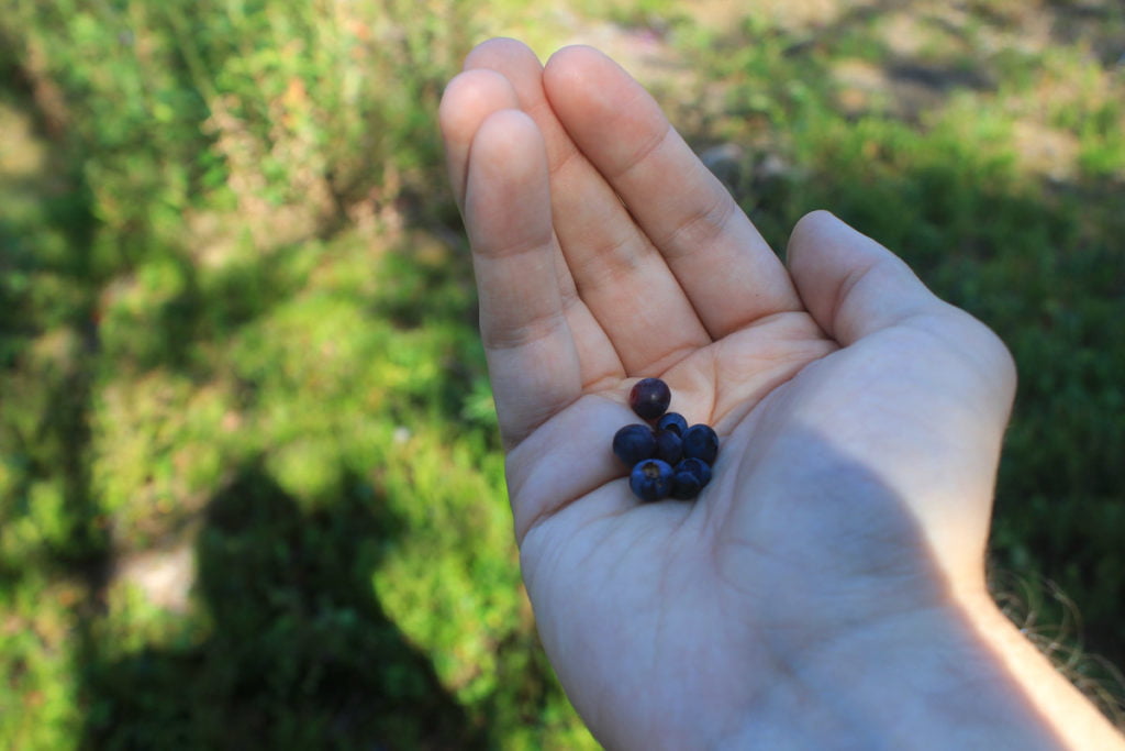 Holding blueberries on the palm of my hand.